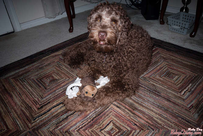 His Birthday was this weekend, Saturday, and we gave him a little surprise. His monkey lasted all of ten minutes before the stuffing was pulled out and the squeaker demolished.